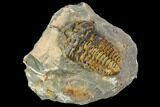 Fossil Calymene Trilobite Nodule - Morocco #106626-1